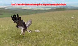 Kars'ta Sağlıkları Yenilenen Yaban Hayvanları Doğayla Buluştu