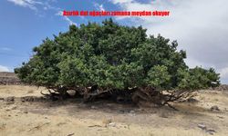 Van’ın Erciş İlçesindeki Asırlık Dut Ağaçları Zamana Direniyor