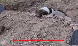 Sahibinin mezarından ayrılmıyor
