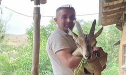 Van Bahçesaray’da Bitkin Halde Bulunan Dağ Keçisine Şefkat Eli Uzandı