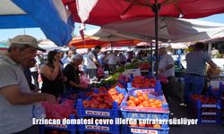 Erzincan'da üretilen domatesler bölge illerde sofraları süslüyor