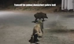 Tunceli’de Yaban Domuzları Şehir Merkezinde Görüntülendi! Vatandaşlar Tedirgin