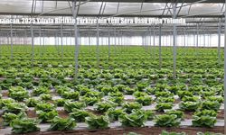 Erzincan, 2025 Yılıyla Birlikte Türkiye’nin Yeni Sera Üssü Olma Yolunda