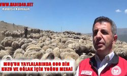 Muş’ta küçükbaş hayvanları aşılama ve küpeleme seferberliği başladı