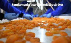 Kuru kayısı dış ticaretinde düşüş sürüyor