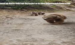 Tunceli’nin Munzur Vadisi’nde Dağ Keçileri ve Ayı Ailesi Doğaseverlerin Kamerasında