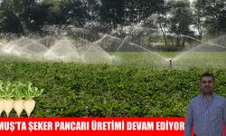 Muş’ta şeker pancarı üretimi devam ediyor: Hedef 380 bin ton