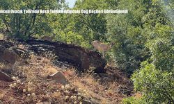 Tunceli Ovacık Yolu’nda Nesli Tehlike Altındaki Dağ Keçileri Görüntülendi