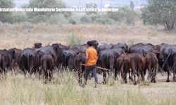 Erzurum Ovası’nda Mandaların Serinleme Keyfi Afrika’yı Andırıyor