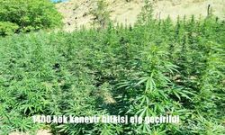 Bingöl’de bin 400 kök kenevir bitkisi ele geçirildi