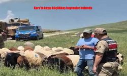 Kars'ta Kayıp Küçükbaş Hayvanlar Jandarma Desteğiyle Drone ile Bulundu!