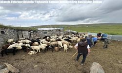 Ardahan’da Veteriner Hekimler Yaylalarda Kuzuları Kimliklendirip Hastalıkları Önlüyor