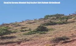Elazığ’da Koruma Altındaki Dağ Keçileri Sürü Halinde Görüntülendi
