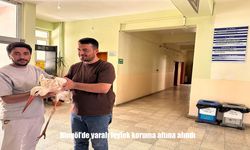 Genç Belediyesi Zabıta Ekipleri Yaralı Leyleği Kurtardı