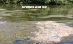 Kars Çayı’nı Yosun Sardı: Vatandaşlar Endişeli, Uzmanlar Uyarıyor