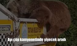 Nemrut’un Zirvesinde Endişelendiren Görüntü: Aç Kalan Ayı, Çöp Kamyonetinin Üzerinde Yiyecek Aradı