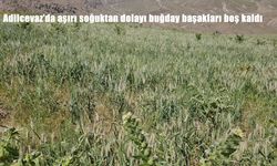 Adilcevaz’da Çiftçinin Emeği Dondu: Süphan Eteklerindeki Buğday Tarlaları Büyük Zarar Gördü