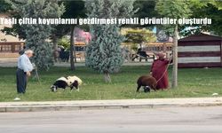 Elazığ’da Yaşlı Çiftin Koyunları Tasmayla Gezdirme Anı Sosyal Medyada Gündem Oldu