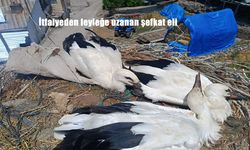 Erzurum’da İtfaiye Ekiplerinden Leyleğe Şefkat Eli