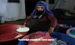 Yaylalardan Gelen Şifa ve Lezzet: Erzincan Tulum Peyniri Dünya Sofralarında