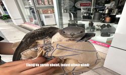 Elazığ’da Yaralı Ebabil Kuşu Vatandaşların Duyarlılığı Sayesinde Tedavi Altına Alındı