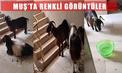 Muş’ta keçilerin sıcakla imtihanı: Apartmana girdiler, asansörle indirildiler
