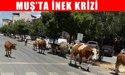 Muş’ta başı boş inekler trafik güvenliğini tehdit ediyor