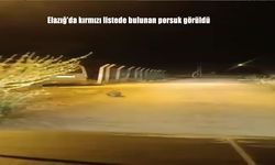 Elazığ Sakabaşı Köyünde Nadir Porsuk Görüntüsü