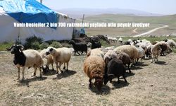 Vanlı Besicilerin 2 Bin 700 Rakımlı Yaylada Geleneksel Otlu Peynir Üretimi
