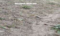Tunceli’de Doğanın Sert Yüzü: Engerek Yılanı Sincabı Canlı Yuttu!