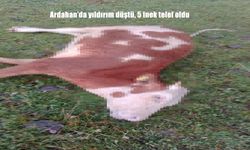 Ardahan’da Yıldırım Dehşeti: Yaylada 5 İnek Telef Oldu