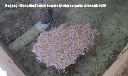 Bağbaşı Mahallesi’nde Binlerce Alabalığın Toplu Ölümü Paniğe Yol Açtı