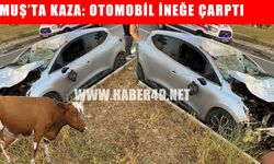 Muş’ta otomobilin çarptığı inek telef oldu, 1 kişi yaralandı