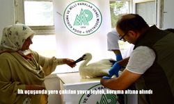 Malatya Kale’de İlk Uçuşunda Düşen Yavru Leylek Koruma Altına Alındı