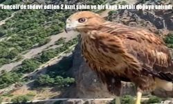 Tunceli’de tedavi edilen 2 kızıl şahin ve bir kaya kartalı doğaya salındı