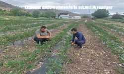 Kemah’ta modern sebzecilik yöntemleriyle verim artışı sağlanıyor