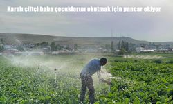 Karslı baba çocuklarını okutmak için pancar ekiyor