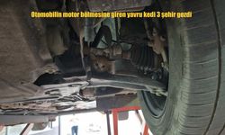Tatvan'da Otomobilin Motoruna Saklanan Yavru Kedi, Üç Şehri Gezip Annesine Kavuştu