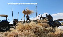 Tercan’da Hububat Hasadı Başladı: Çiftçiler Kışa Hazırlanıyor