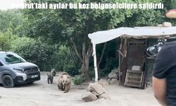 Nemrut Krater Gölü'nde belgesel çeken ekibe ayı saldırısı