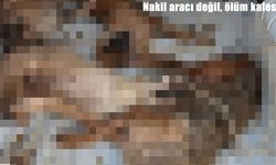 İzmir'de sokak hayvanı nakli faciası: 4 köpek telef oldu