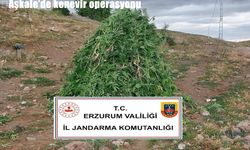 Erzurum Aşkale'de 720 kök kenevir ele geçirildi