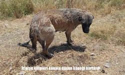 İtfaiye ekipleri kanala düşen köpeği kurtardı