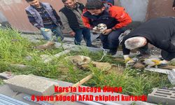 Kars'ta Bacaya Sıkışan 4 Yavru Köpek AFAD Tarafından Kurtarıldı