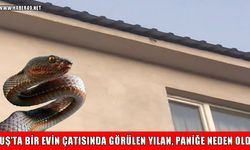 Muş’ta bir apartmanın çatı katında görülen yılan panik yarattı