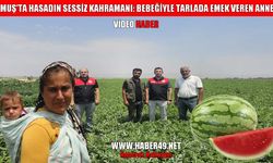Muş’ta karpuz hasadı yaklaşıyor: 2,5 milyar TL gelir bekleniyor