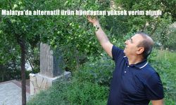 Malatya’da Hünnap Üretimi Kayısıya Alternatif Oluyor: Yüksek Verim Dikkat Çekiyor