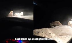Hakkâri’de Köy Yolunda Ayı Ailesi Görüntülendi: Doğal Yaşamın En Sıcak Kareleri