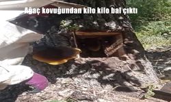 Elazığ’ın Palu İlçesinde Ağaç Kovuğundan 5 Kilo Doğal Bal Çıktı