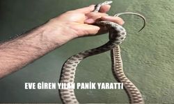 Eve Giren Yılan Korkuttu: Ekipler Yakalayarak Doğaya Bıraktı